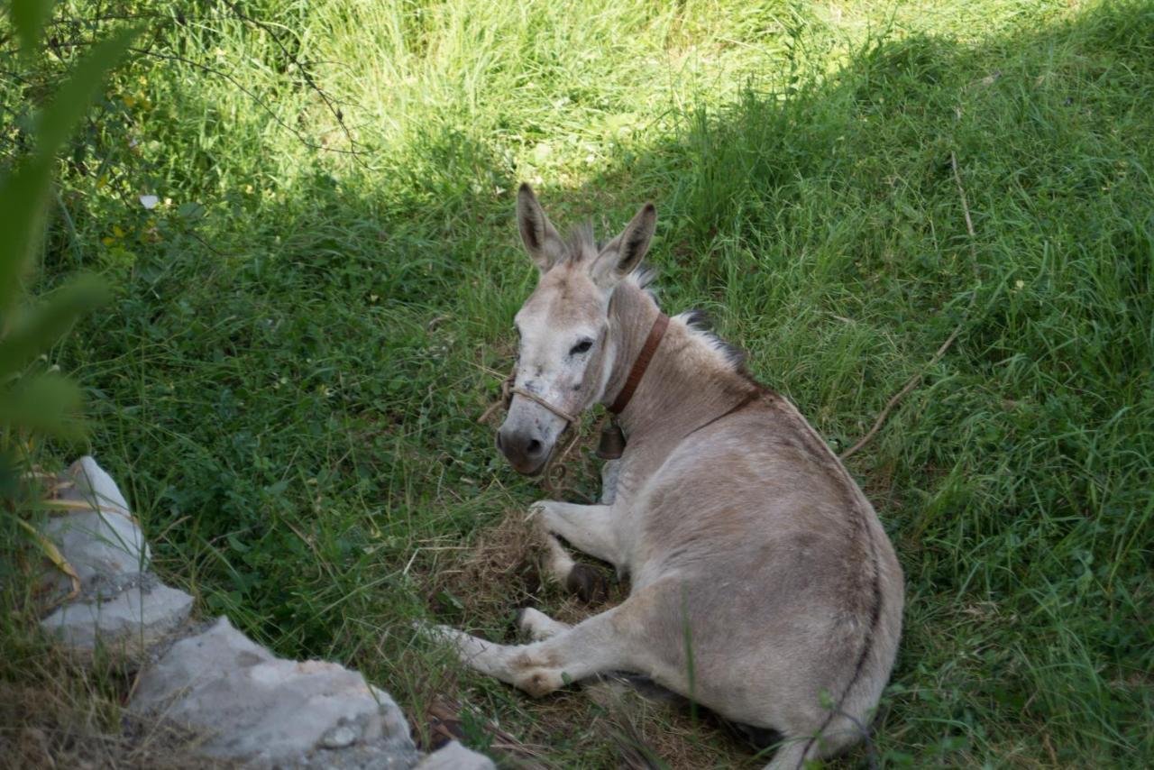 Lucha Apartman Lägenhet Rijeka Crnojevića Exteriör bild